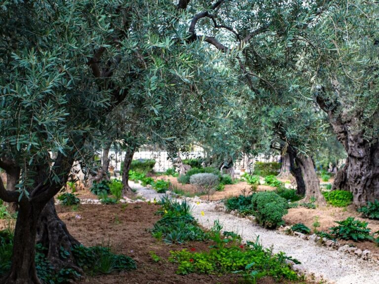 Olive trees and a path at the Garden of Gethsemane outside of Jerusalem